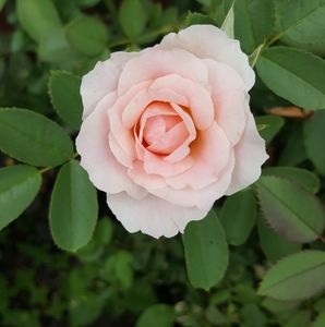 Meet your Posher, Darlene